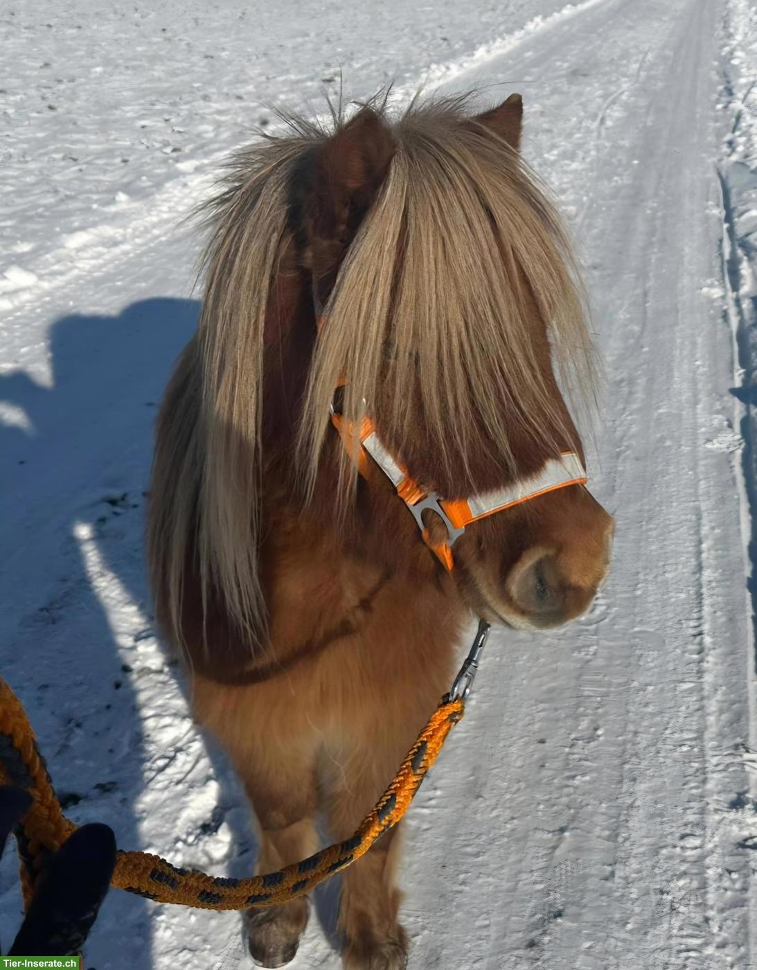 Bild 8: Mini Shetty Wallach 6-jährig in Sonderfarbe