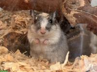 2 Rennmäuse mit oder ohne Terrarium