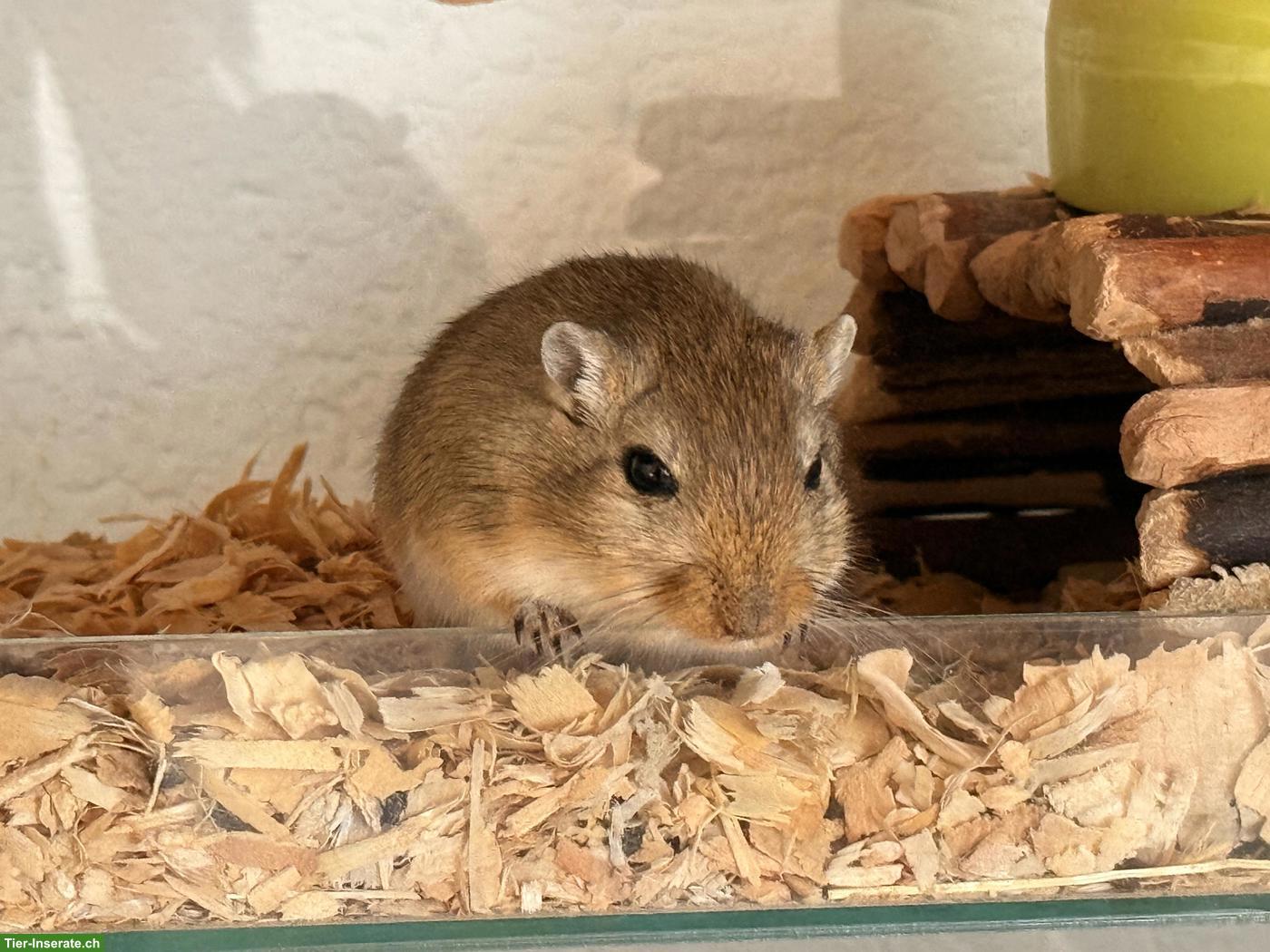 Bild 4: 2 Rennmäuse mit oder ohne Terrarium