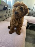 Maltipoo Hündin sucht ein liebevolles Zuhause