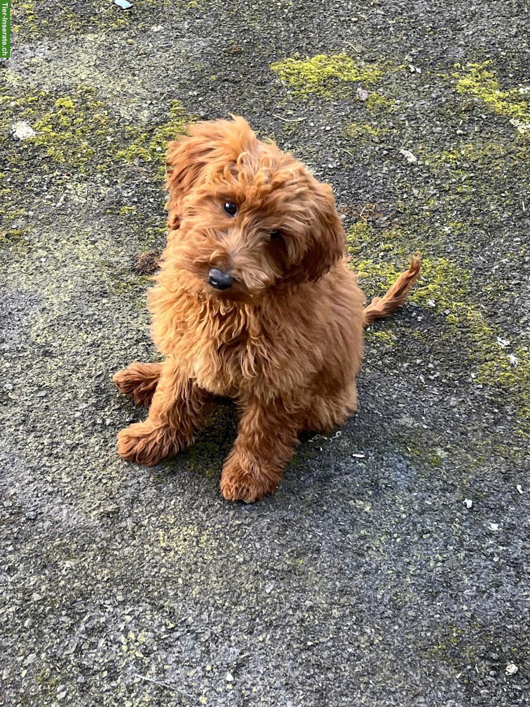 Bild 2: Maltipoo Hündin sucht ein liebevolles Zuhause