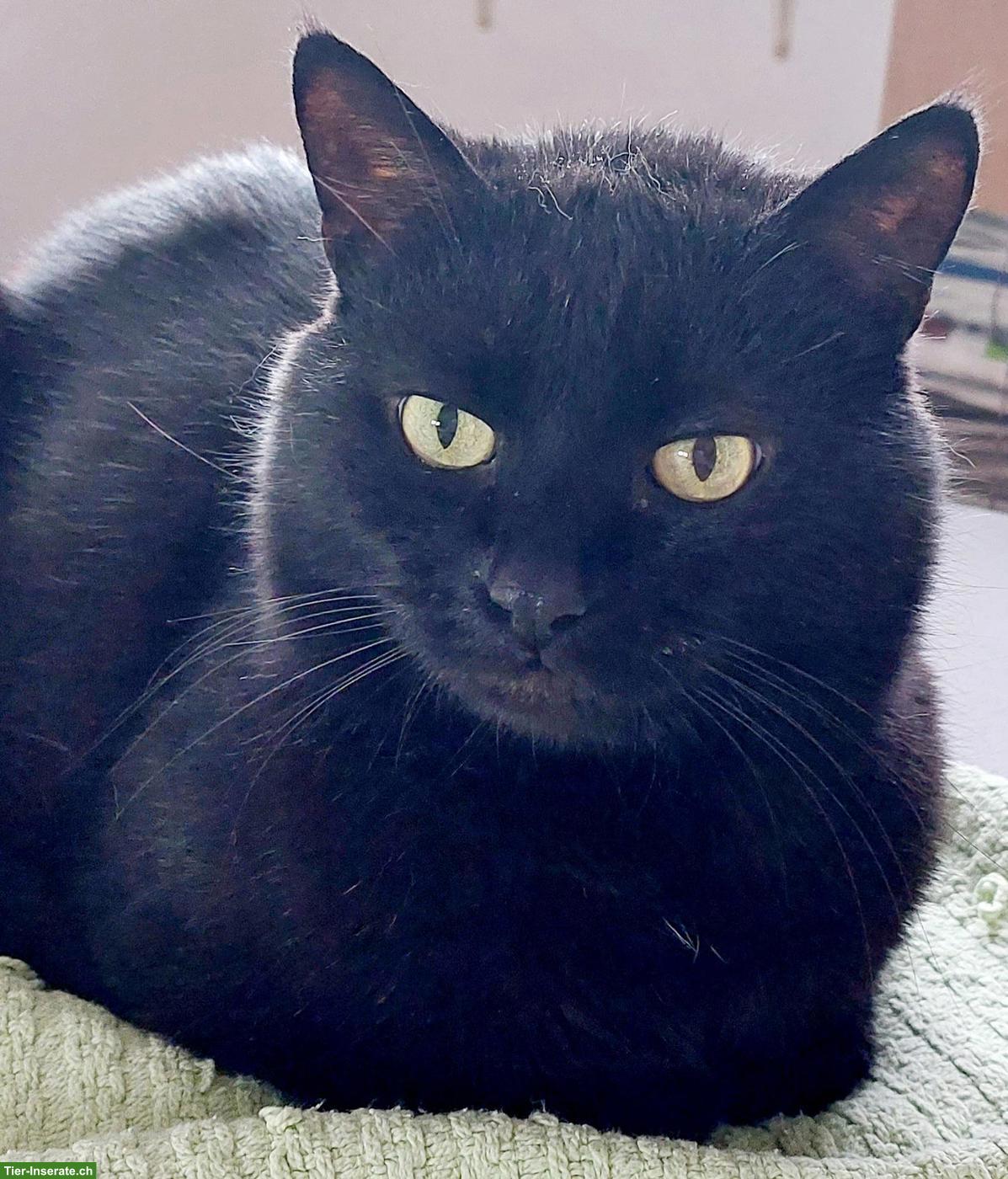 Hauskatze(n) gesucht für lieben 14-jährigen Kater