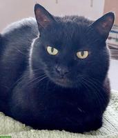 Hauskatze(n) gesucht für lieben 14-jährigen Kater