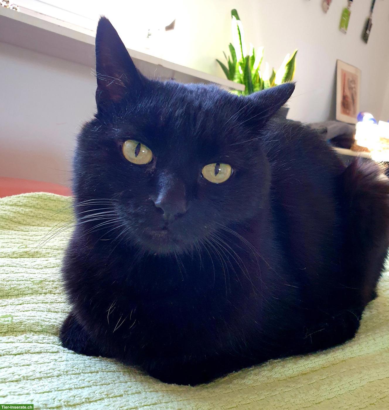 Bild 2: Hauskatze(n) gesucht für lieben 14-jährigen Kater