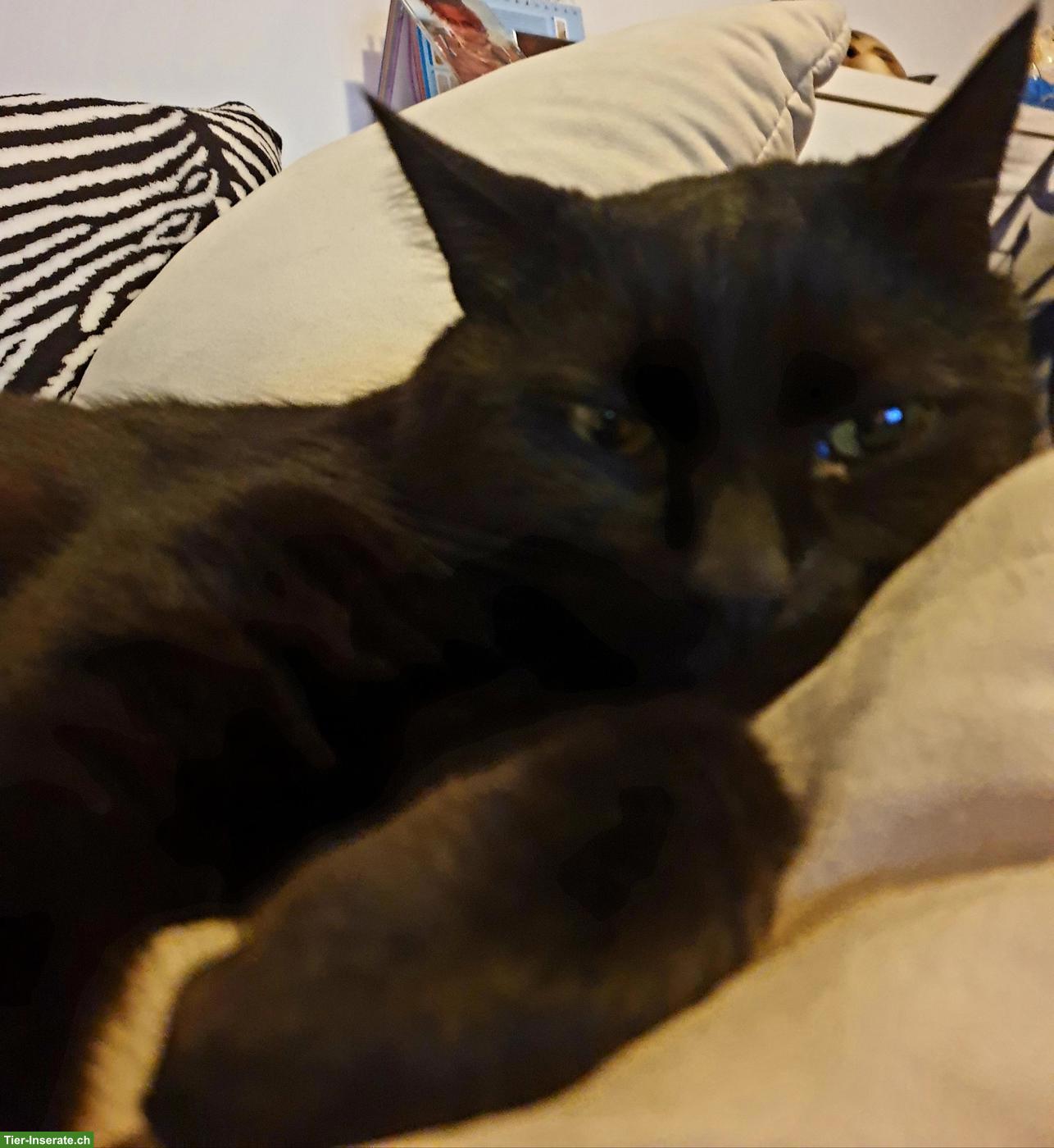 Bild 3: Hauskatze(n) gesucht für lieben 14-jährigen Kater