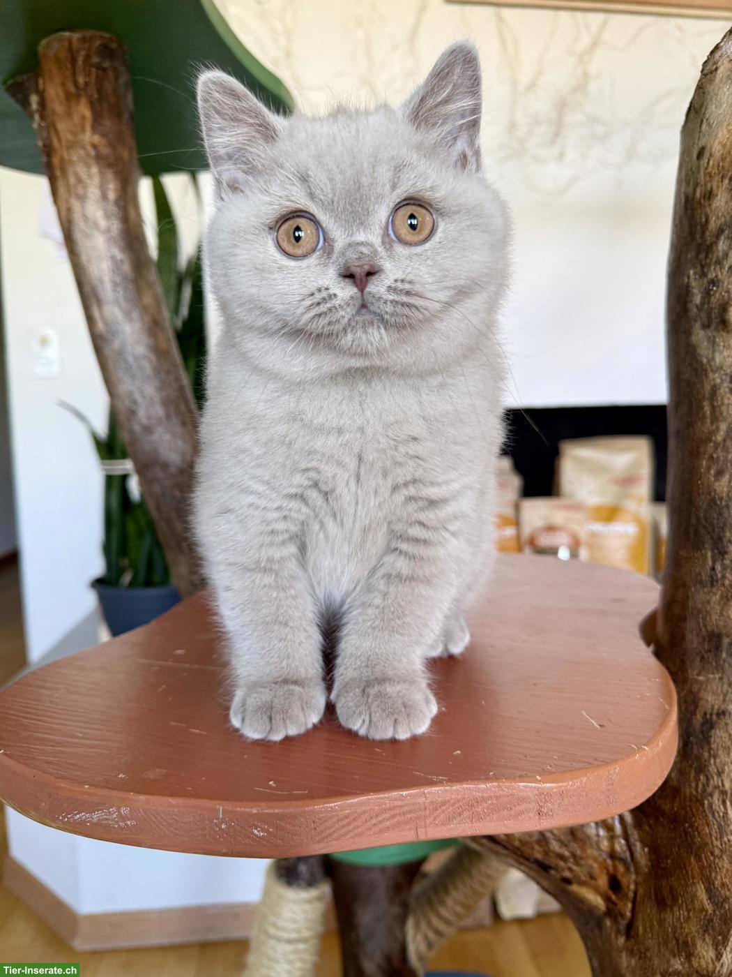 Reinrassiges Britisch Kurzhaar Kitten (Kater) mit Stammbaum