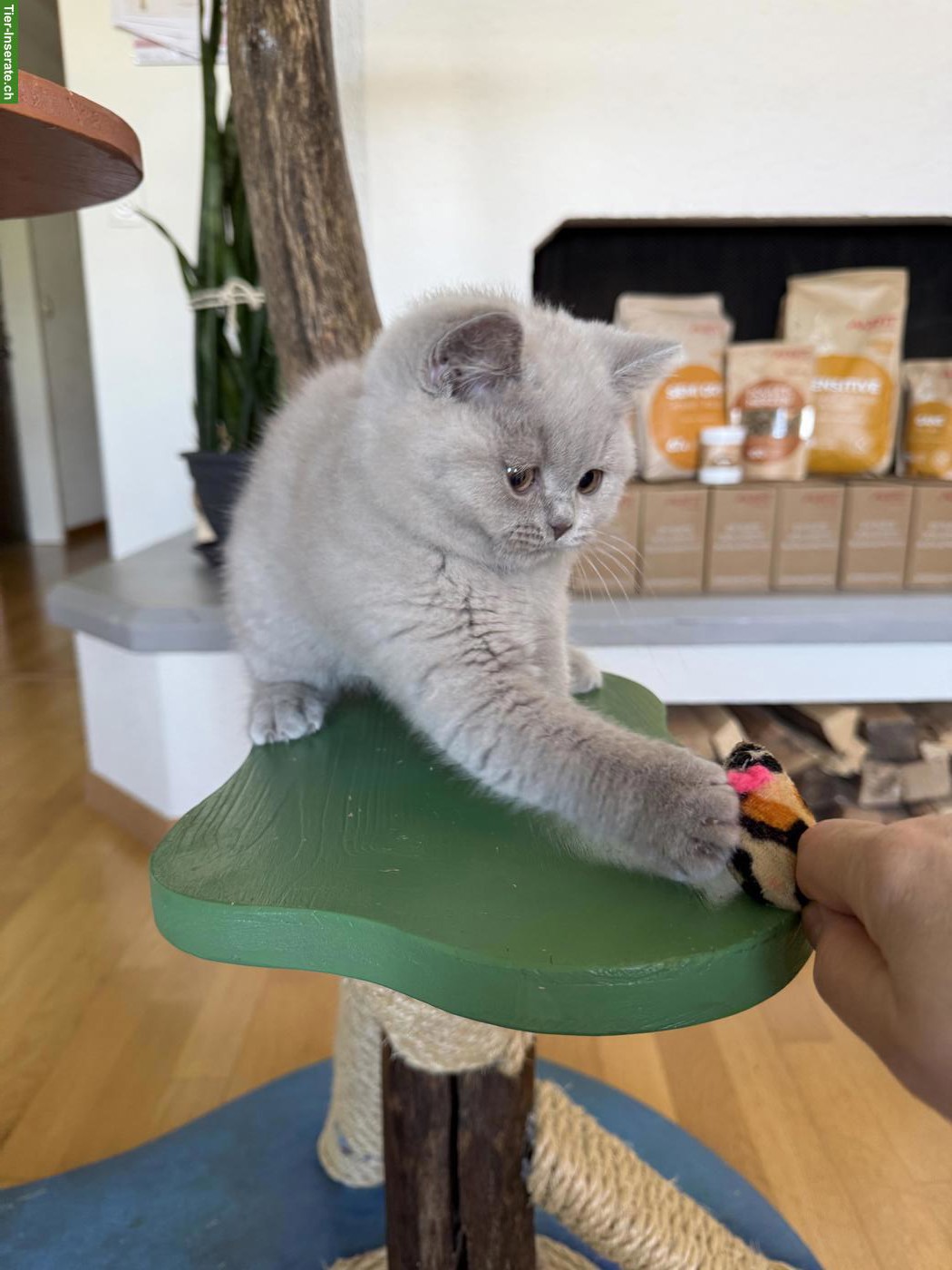 Bild 2: Reinrassiges Britisch Kurzhaar Kitten (Kater) mit Stammbaum