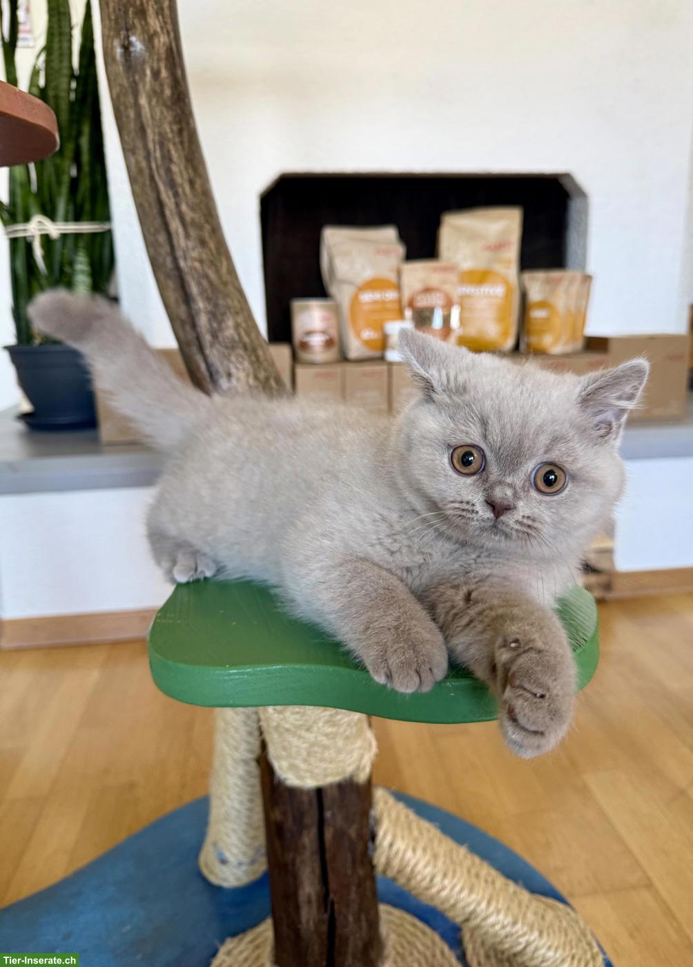 Bild 3: Reinrassiges Britisch Kurzhaar Kitten (Kater) mit Stammbaum