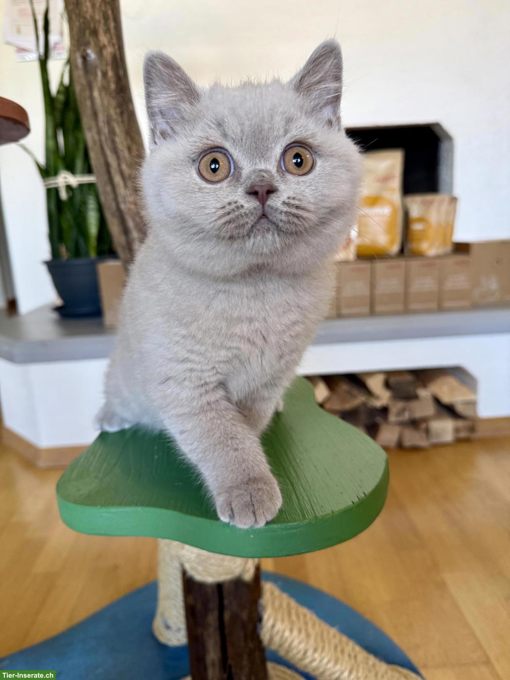 Bild 4: Reinrassiges Britisch Kurzhaar Kitten (Kater) mit Stammbaum