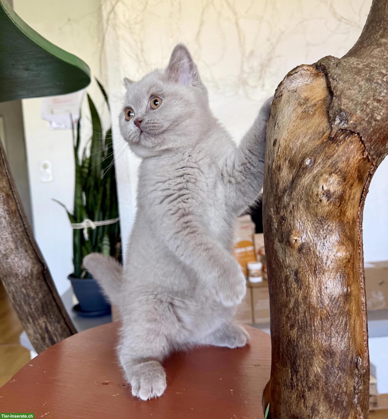 Bild 5: Reinrassiges Britisch Kurzhaar Kitten (Kater) mit Stammbaum