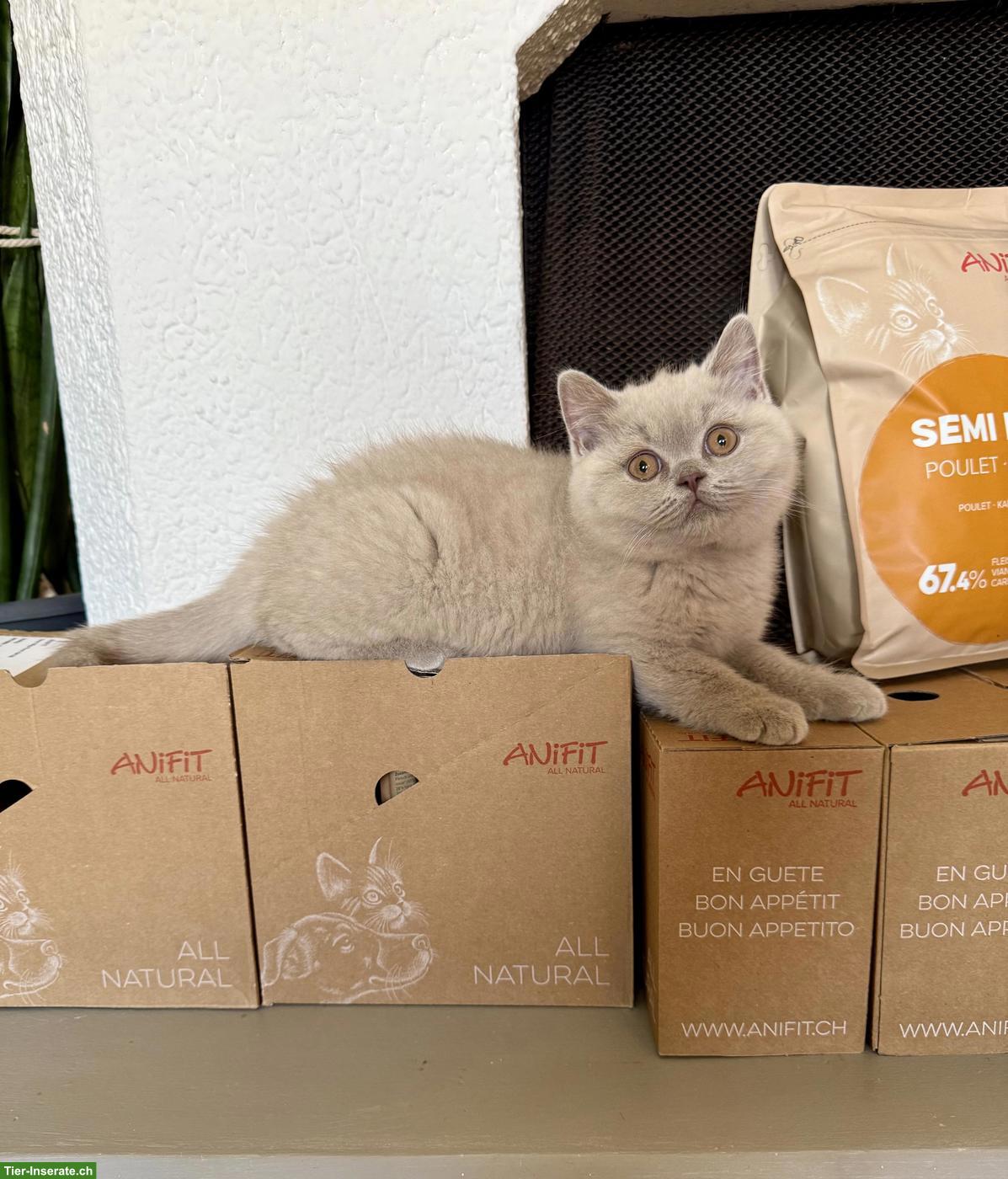 Bild 6: Reinrassiges Britisch Kurzhaar Kitten (Kater) mit Stammbaum