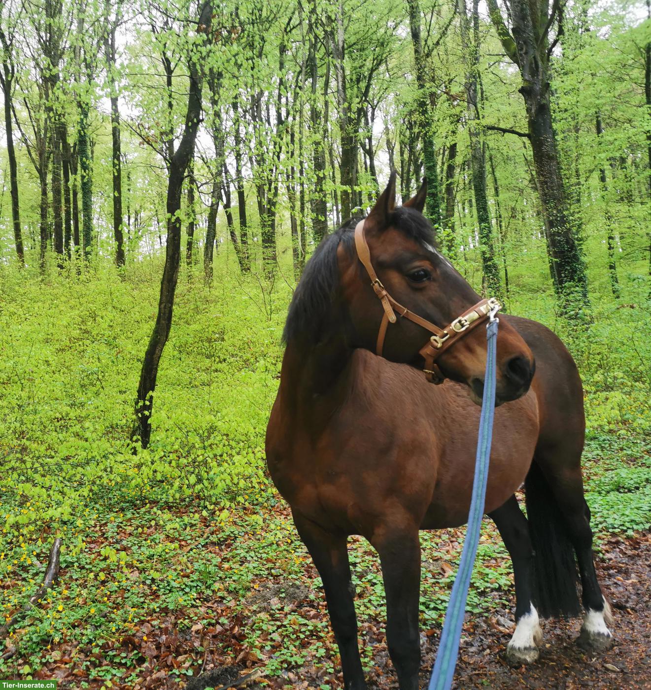Reitbeteiligung auf Freiberger Stute in Frankreich, Grenze zu Basel