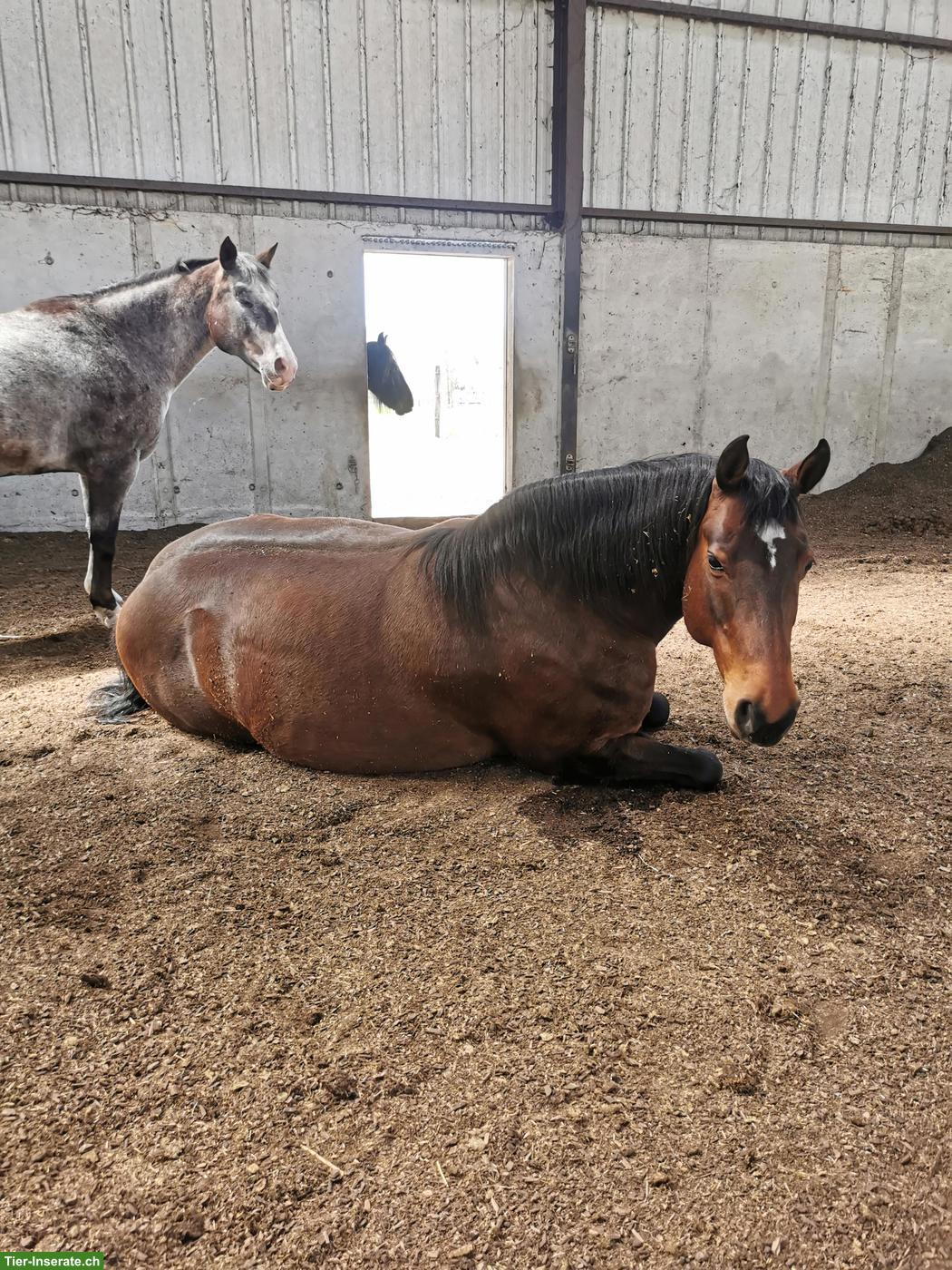 Bild 3: Reitbeteiligung auf Freiberger Stute in Frankreich, Grenze zu Basel