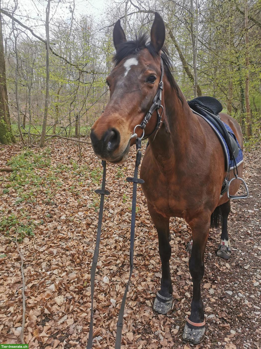 Bild 4: Reitbeteiligung auf Freiberger Stute in Frankreich, Grenze zu Basel