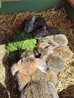 Französische Widder Kaninchen