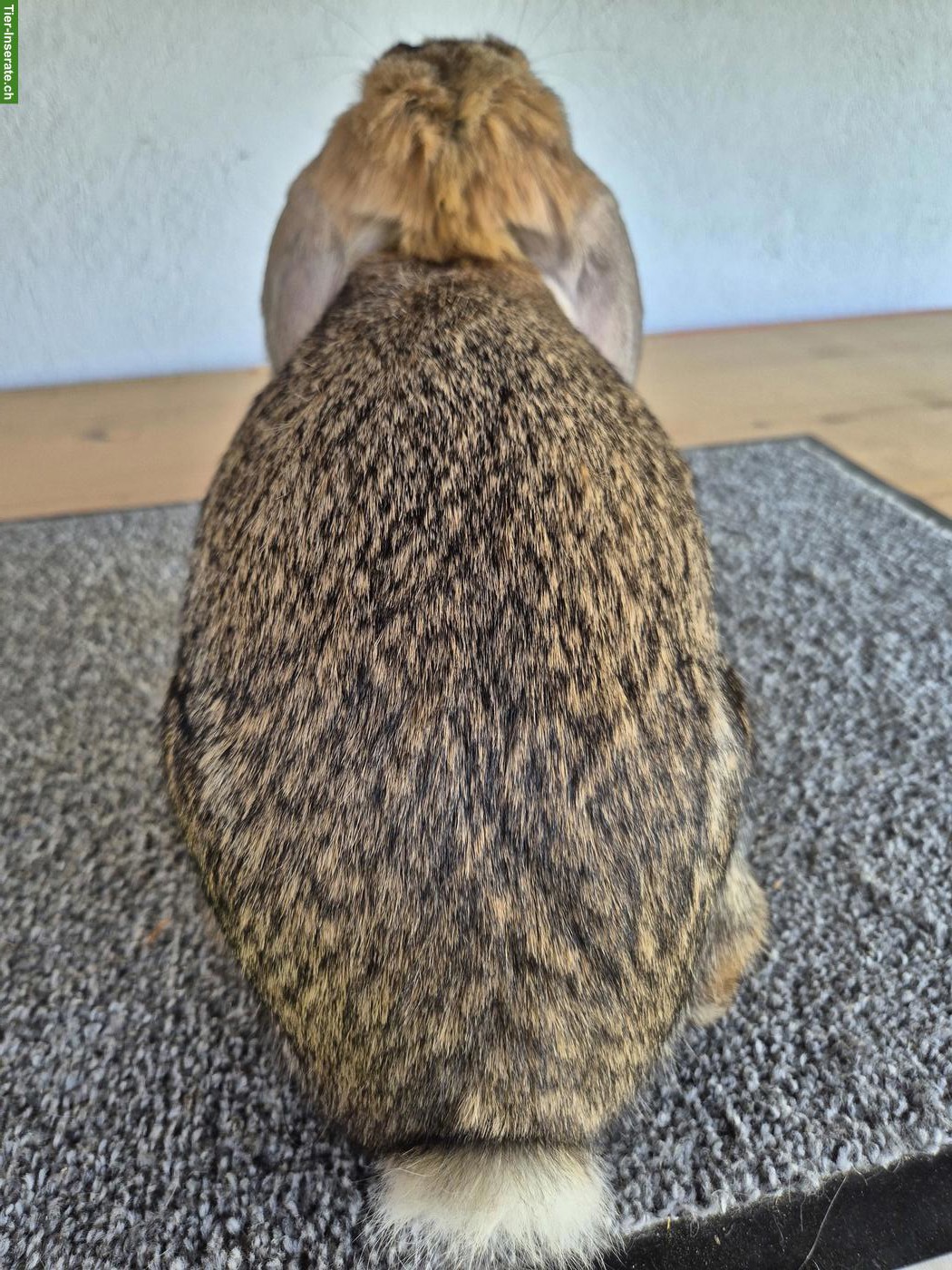 Bild 3: Französische Widder Kaninchen