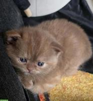 BKH Kitten, weiblich, direkt vom Züchter