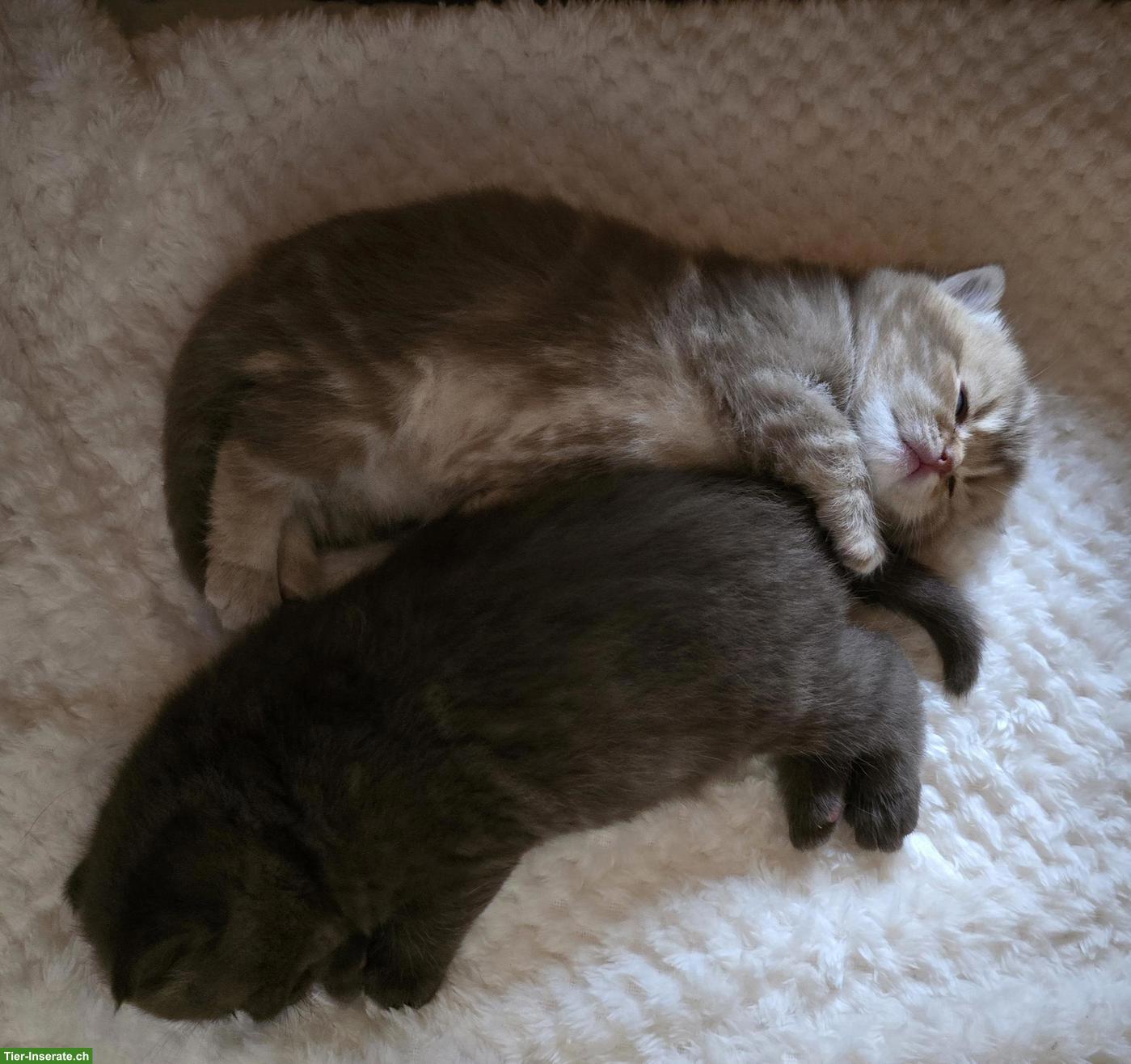 Bild 2: BKH Kitten, weiblich, direkt vom Züchter