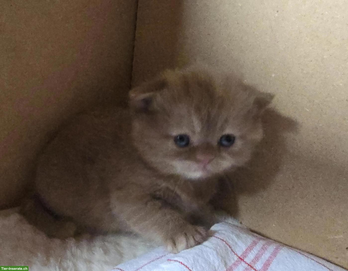 Bild 3: BKH Kitten, weiblich, direkt vom Züchter