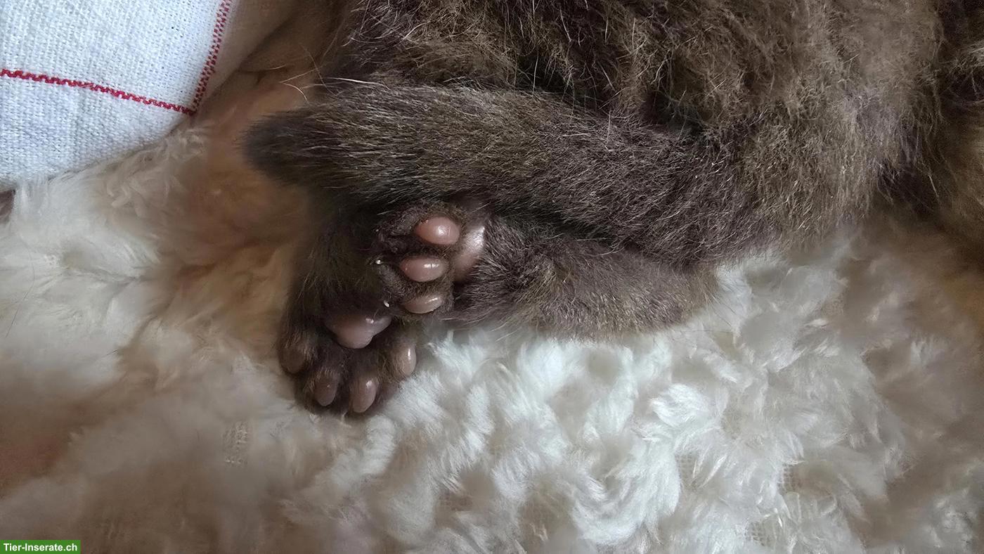 Bild 4: BKH Kitten, weiblich, direkt vom Züchter