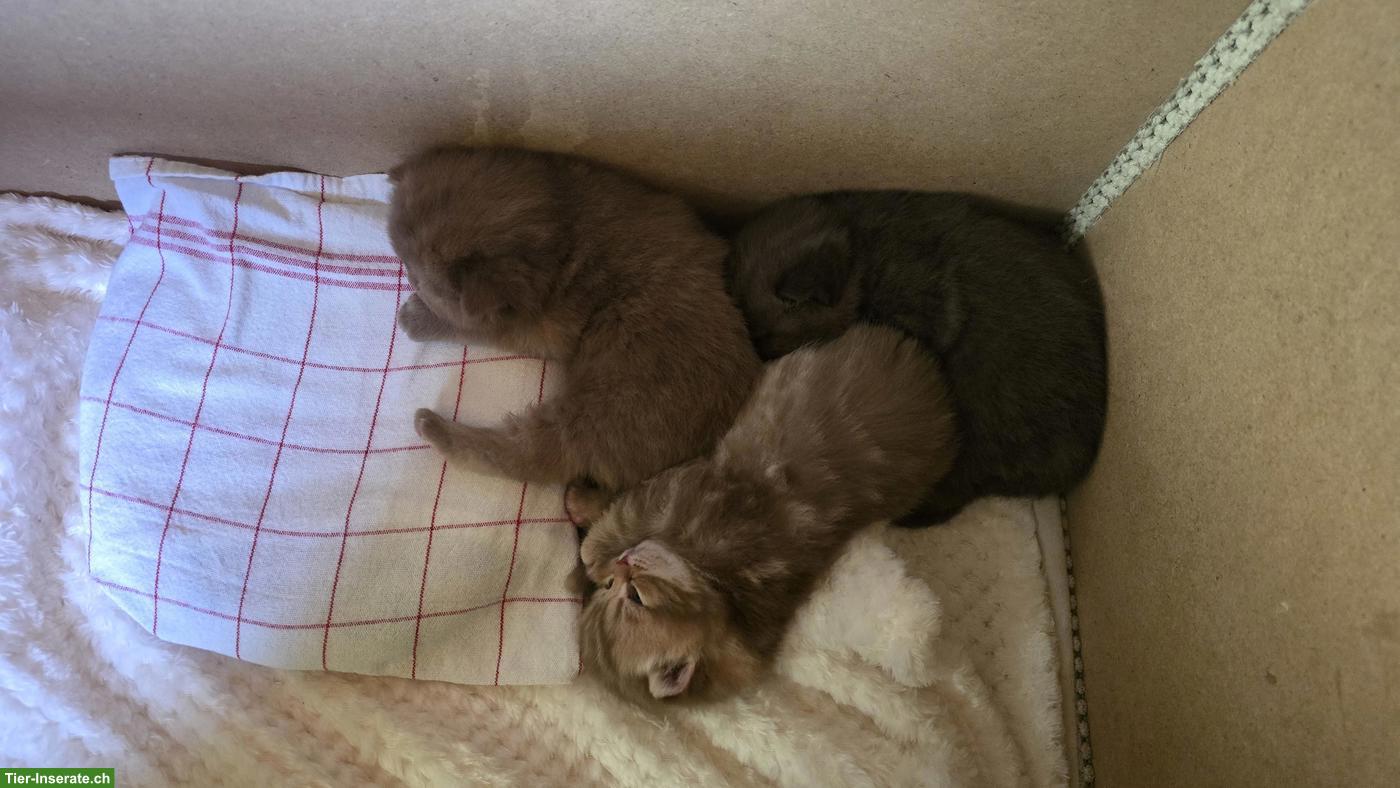Bild 5: BKH Kitten, weiblich, direkt vom Züchter
