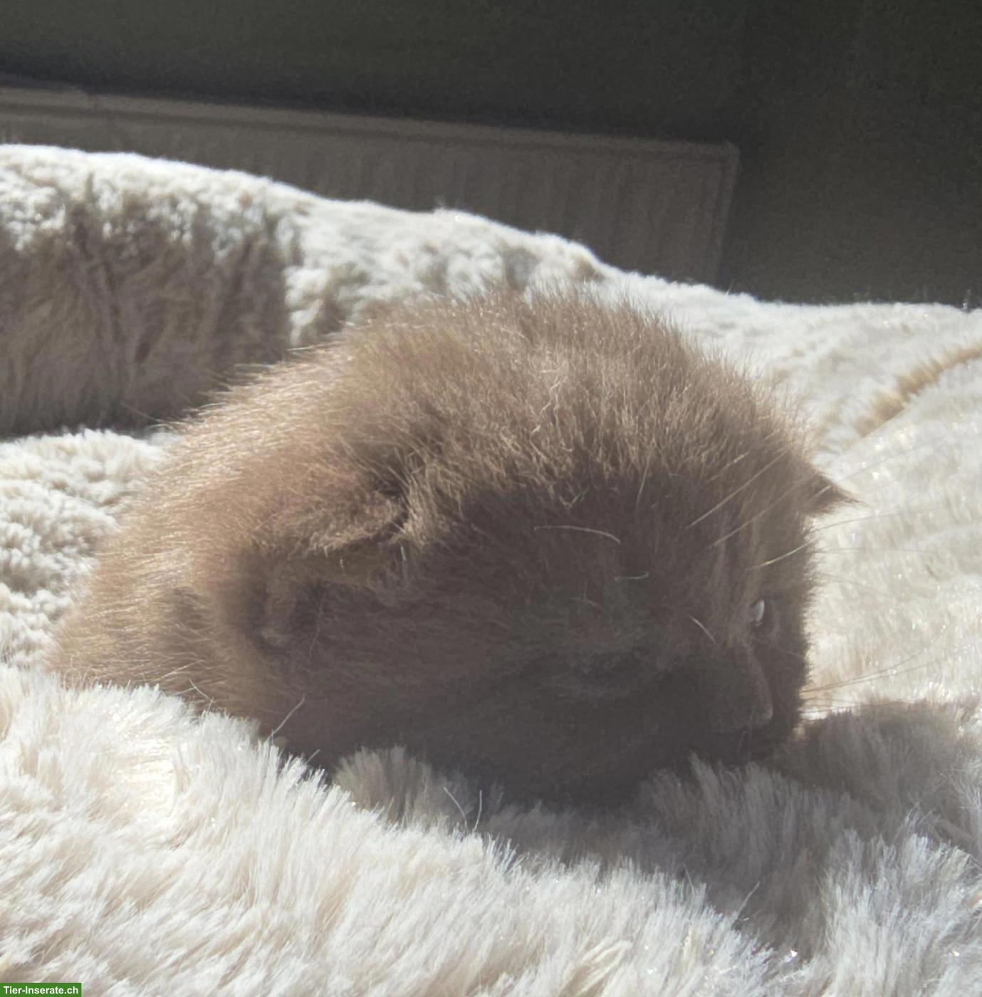 Bild 6: BKH Kitten, weiblich, direkt vom Züchter