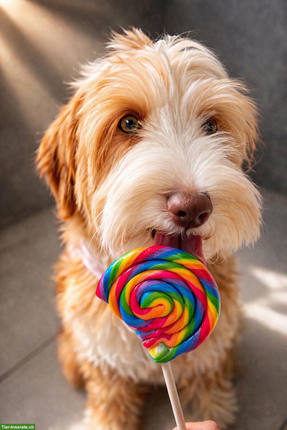 Australian Labradoodle Welpe, Hündin, 25 Wochen alt
