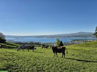 Job als Spielgruppenleiterin auf Bauernhof in Altendorf SZ