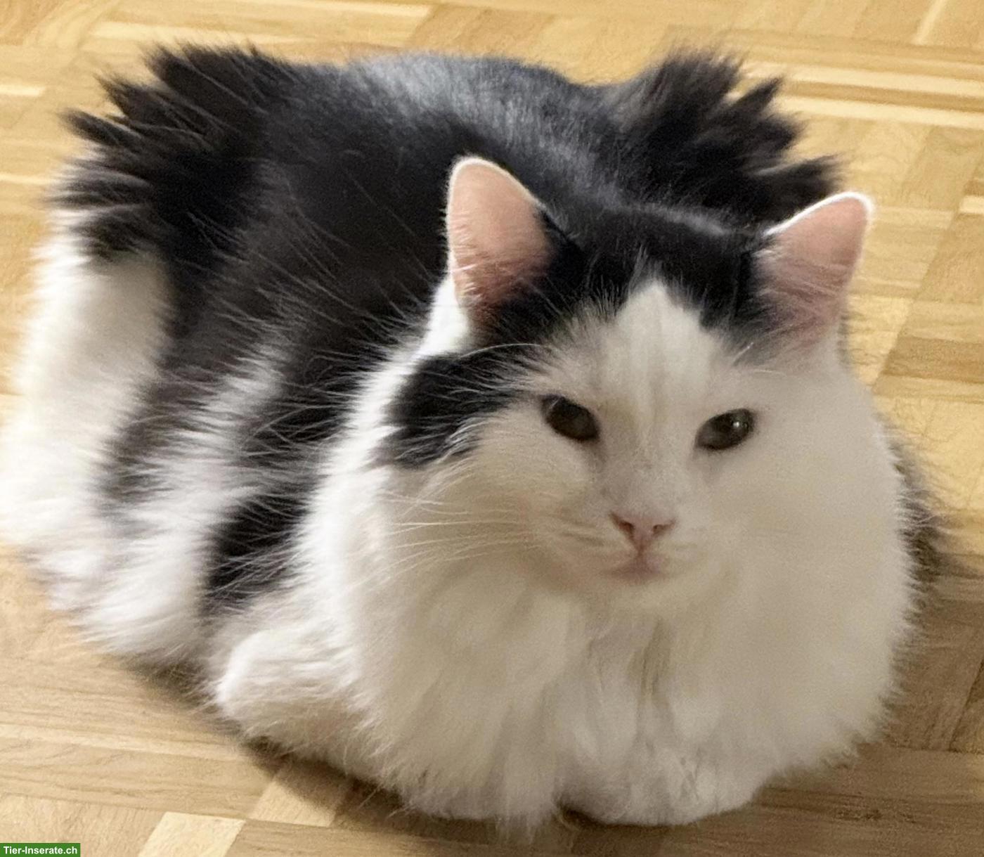 Katzenpaar zu verkaufen, inkl. Zubehör