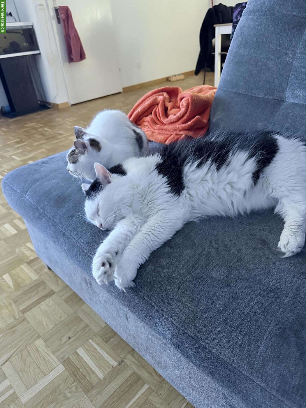 Bild 2: Katzenpaar zu verkaufen, inkl. Zubehör