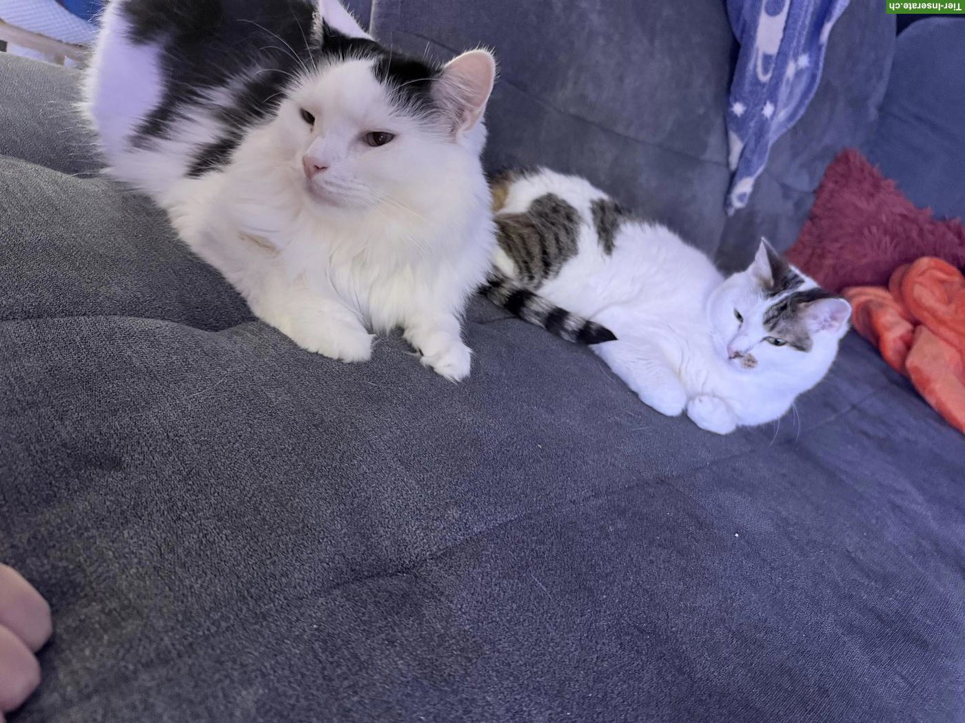 Bild 3: Katzenpaar zu verkaufen, inkl. Zubehör