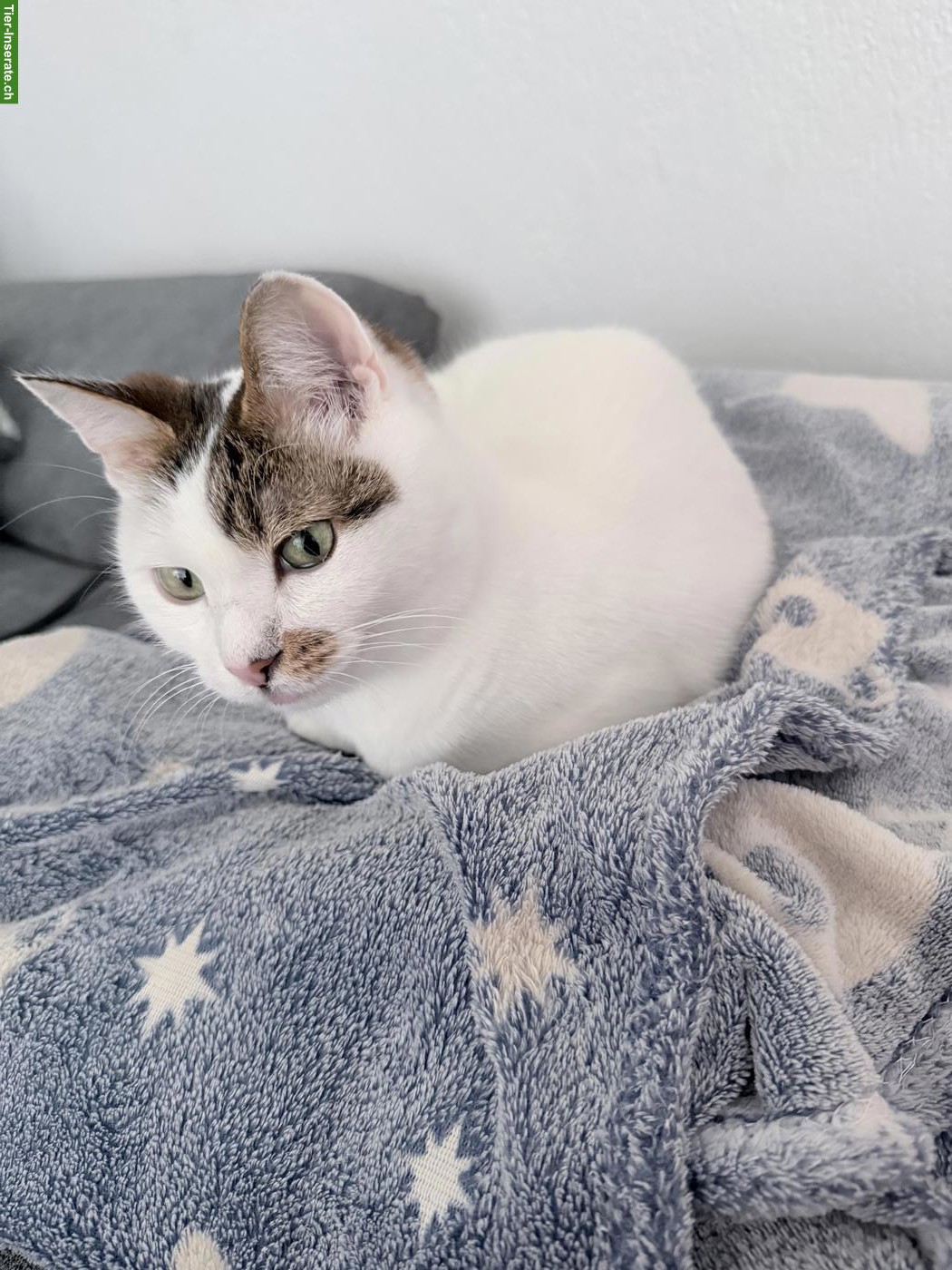 Bild 4: Katzenpaar zu verkaufen, inkl. Zubehör