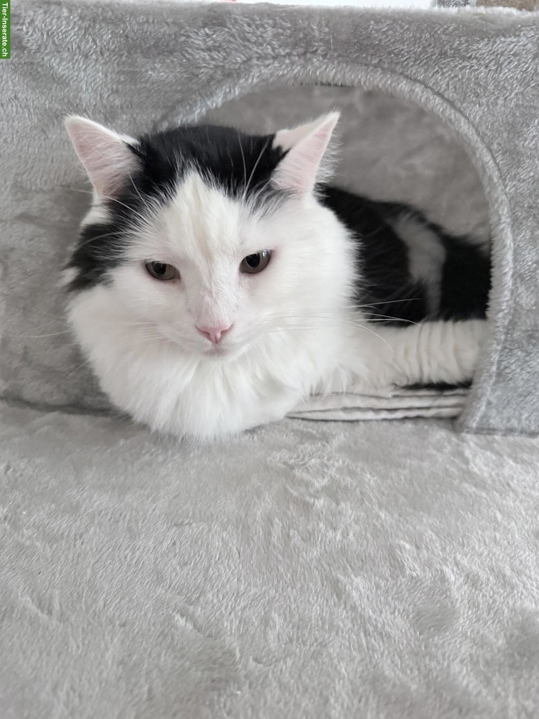 Bild 5: Katzenpaar zu verkaufen, inkl. Zubehör