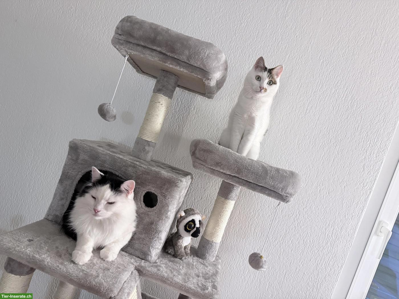 Bild 6: Katzenpaar zu verkaufen, inkl. Zubehör
