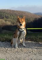 Shiba Inu Rüde sucht ein ruhiges, ländliches Zuhause