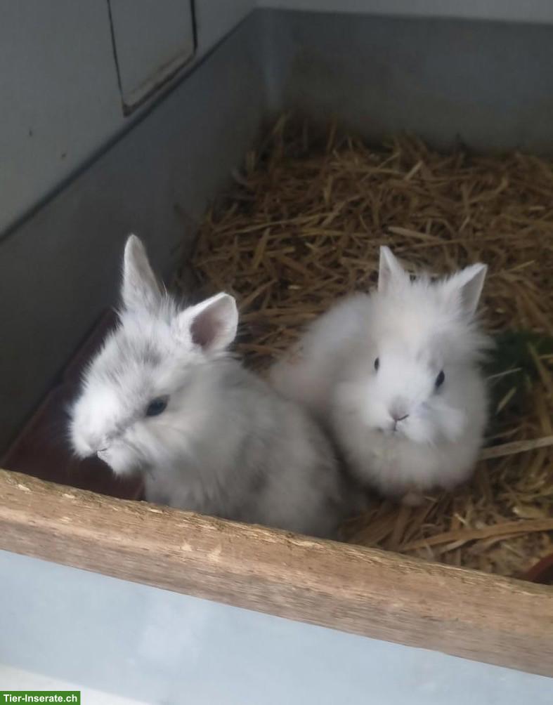Reinrassige Löwenköpfchen Zwergkaninchen Jungtiere
