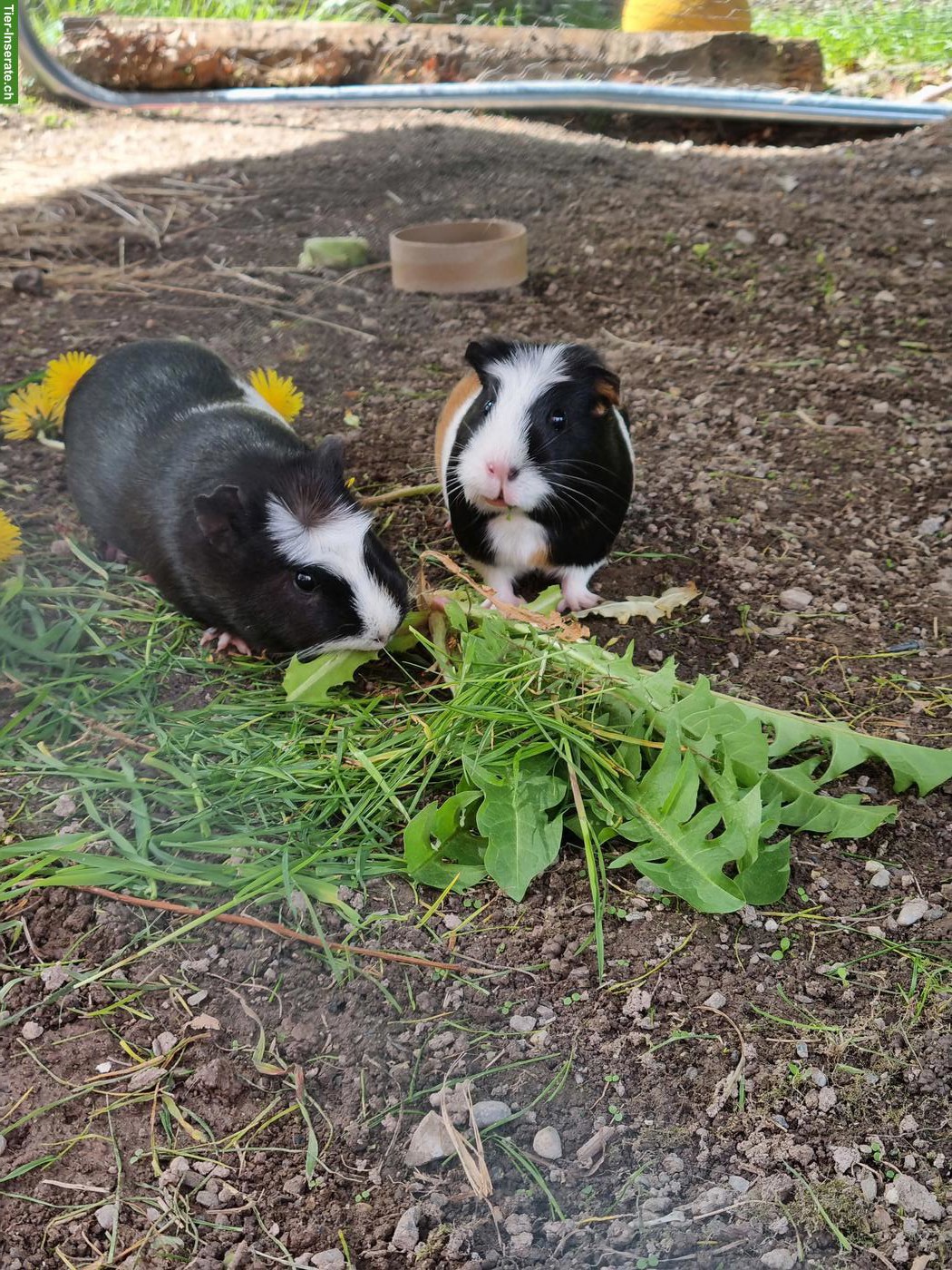 Meerschweinchen-Männchen zum Decken gesucht