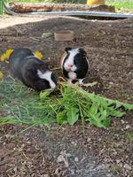 Meerschweinchen-Männchen zum Decken gesucht