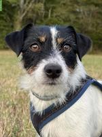 Reinrassige Jack Russell Terrier Hündin, tricolor