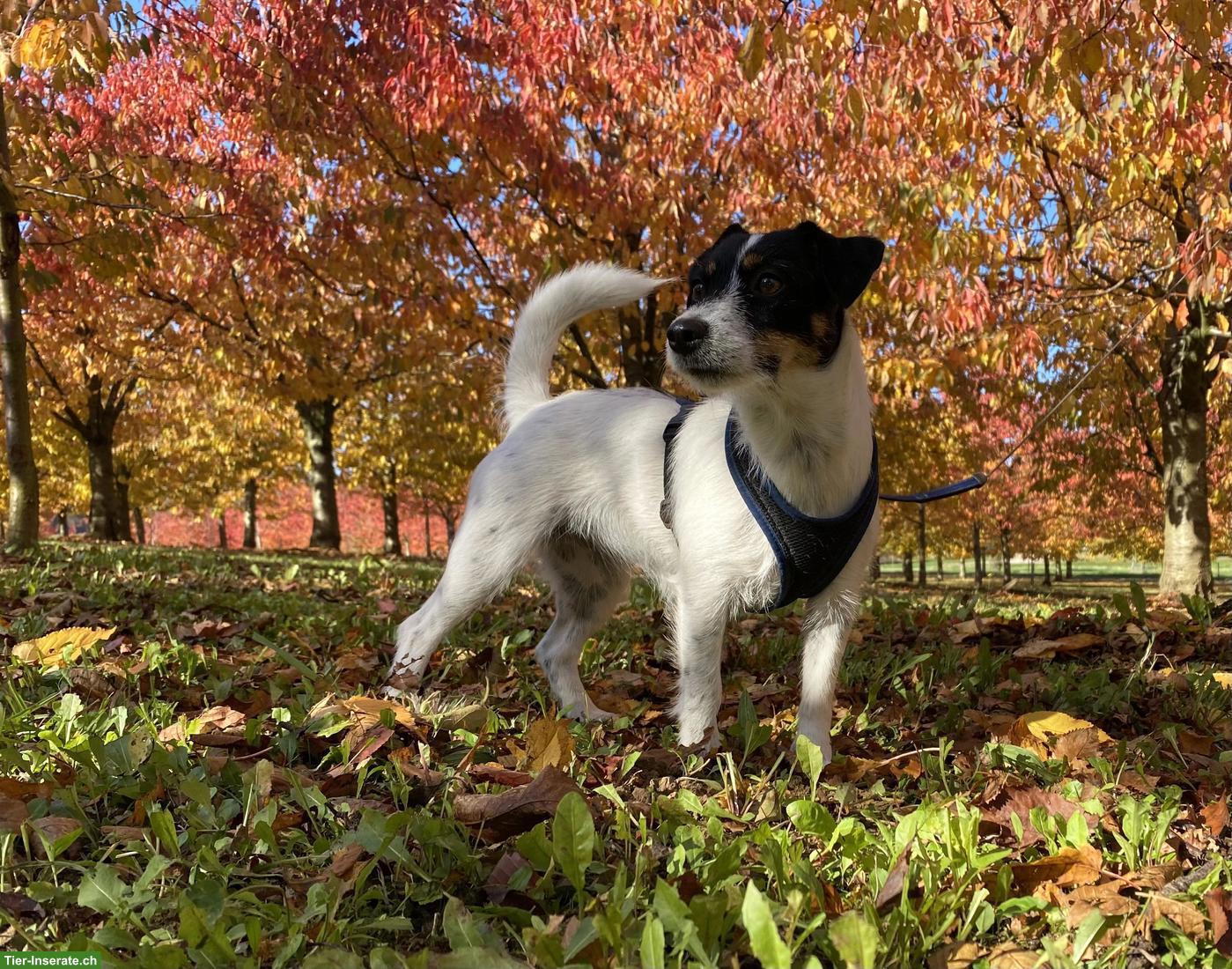 Bild 2: Reinrassige Jack Russell Terrier Hündin, tricolor