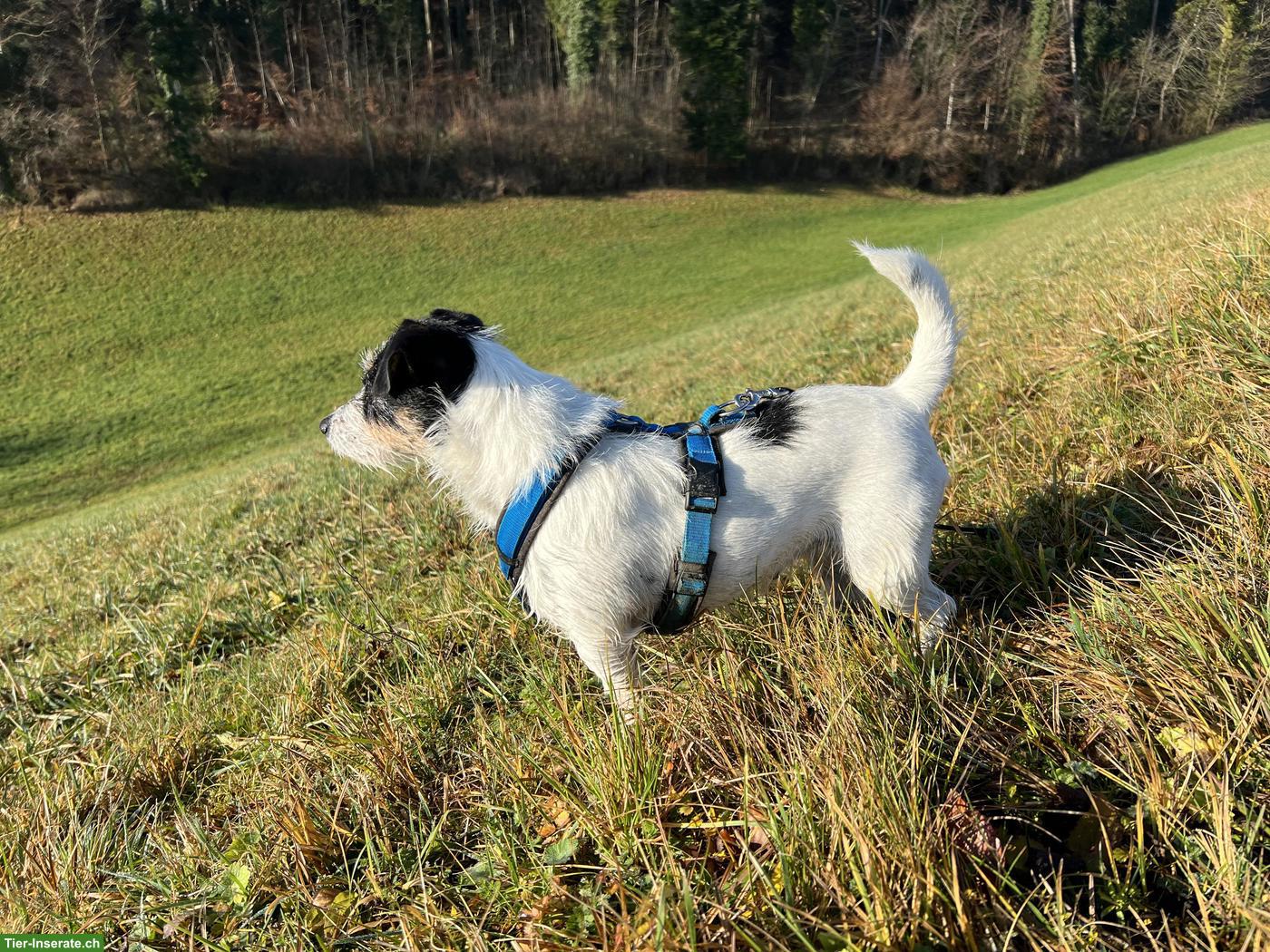 Bild 4: Reinrassige Jack Russell Terrier Hündin, tricolor