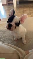 Französische Bulldogge Rüde sucht ein Zuhause