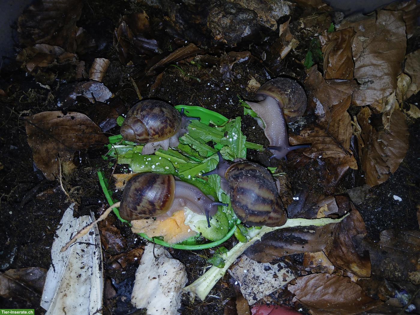 Archachatina marginata ovum XXL Nachzuchten