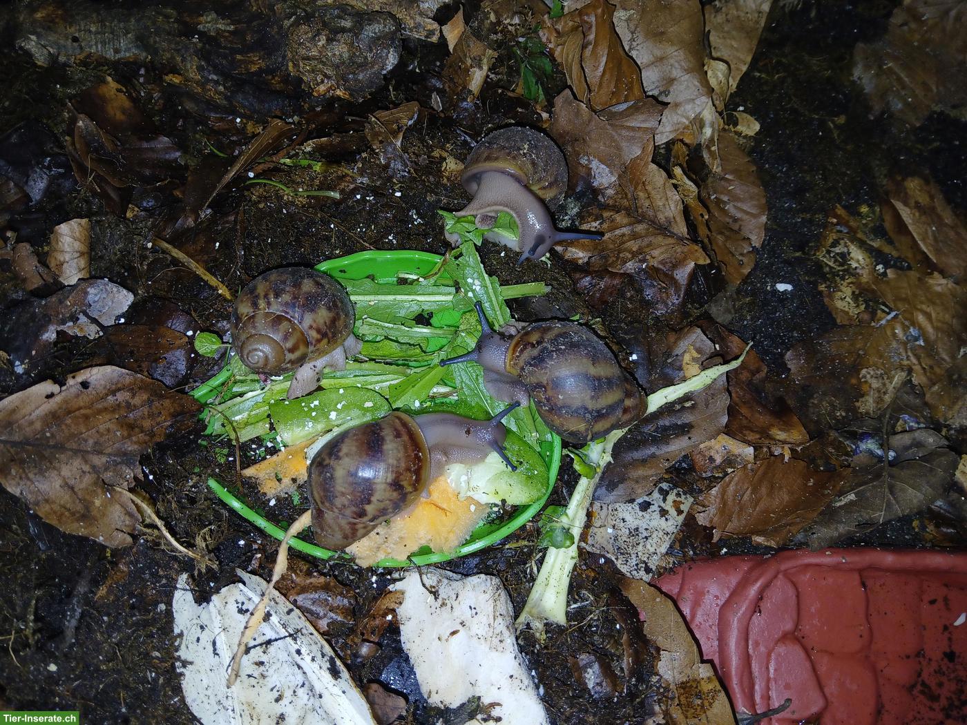 Bild 2: Archachatina marginata ovum XXL Nachzuchten