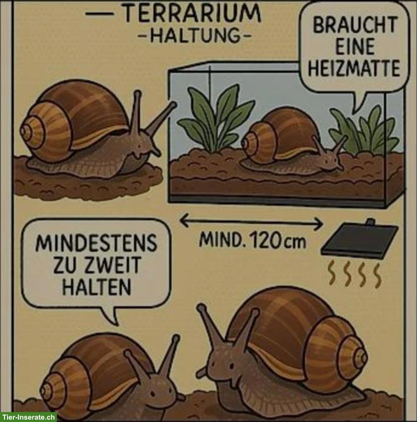 Bild 3: Archachatina marginata ovum XXL Nachzuchten