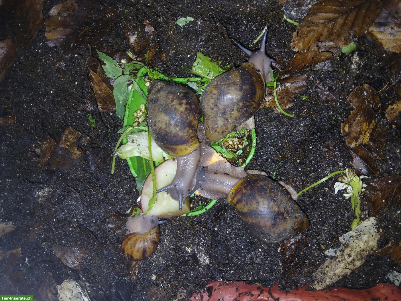 Bild 4: Archachatina marginata ovum XXL Nachzuchten