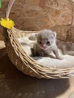 Wunderschöne Kitten mit speziellen Farben und teils längerem Fell
