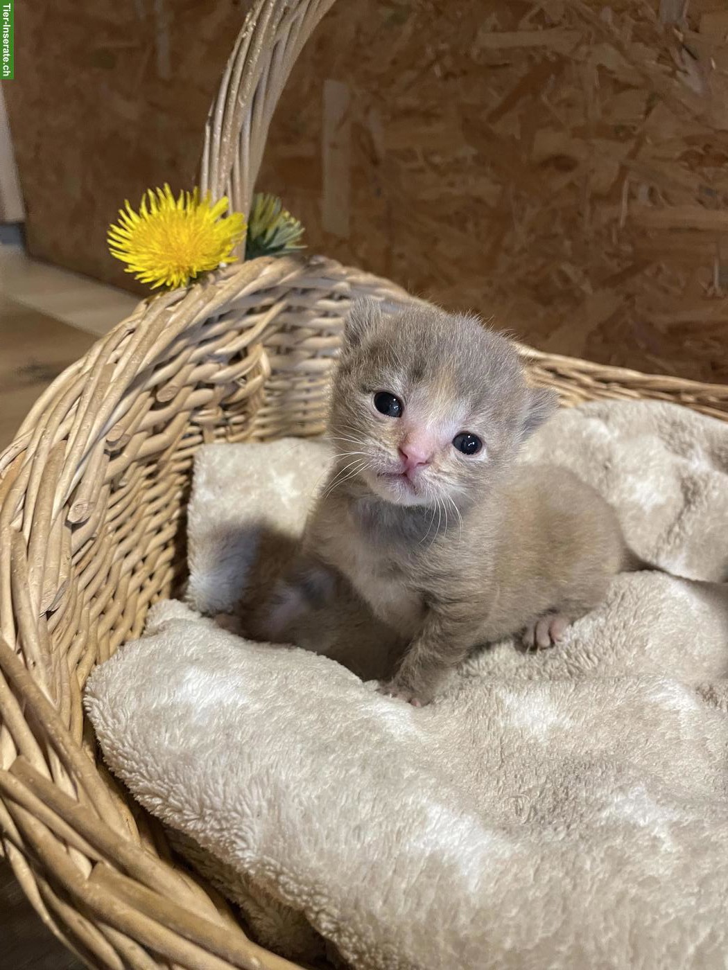 Bild 2: Wunderschöne Kitten mit speziellen Farben und teils längerem Fell