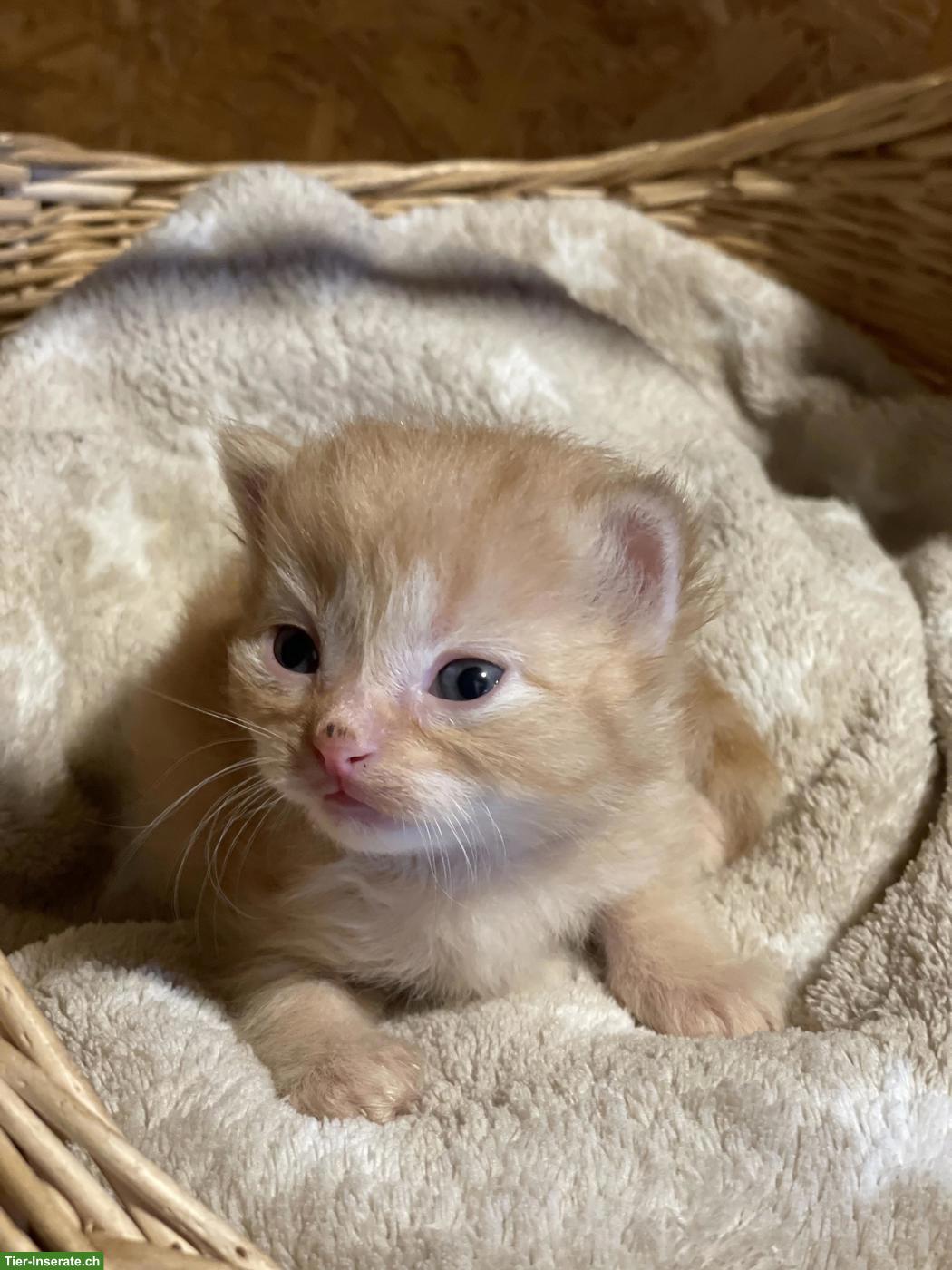 Bild 3: Wunderschöne Kitten mit speziellen Farben und teils längerem Fell
