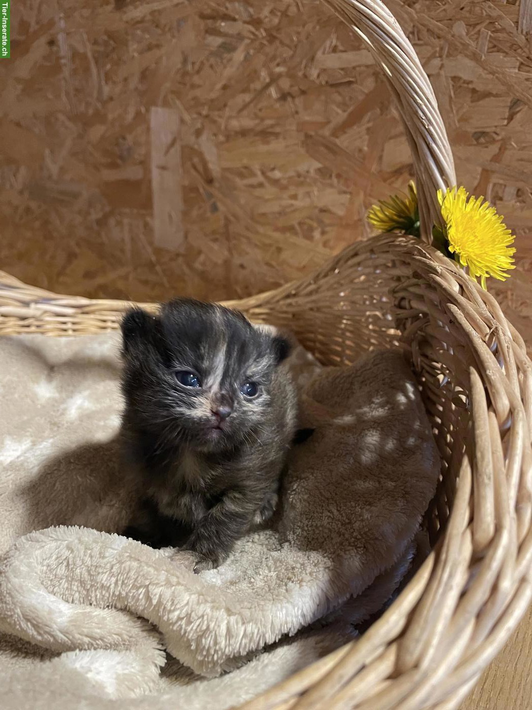 Bild 4: Wunderschöne Kitten mit speziellen Farben und teils längerem Fell
